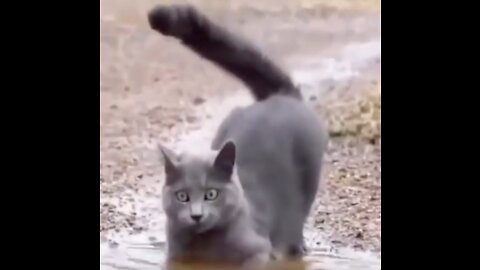 Funny Gray Cat Playing in a Muddy Puddle of Water #shorts