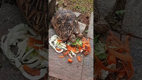 Rare footage of a Turtle eating Vegetables. #turtle