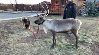 Dog tries to take reluctant reindeer for a walk