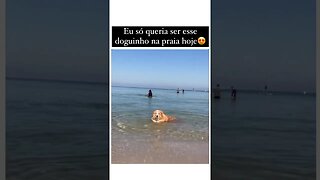 Eu só queria ser esse doguinho na praia hoje #sustentabilidade #ekological