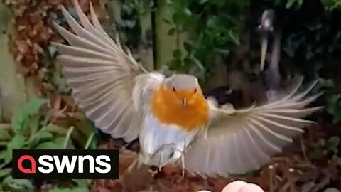 Amazing moment robin flies into man's hand 'Archangel' style