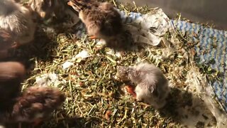 Guinea fowl Keet hatchlings in brooder