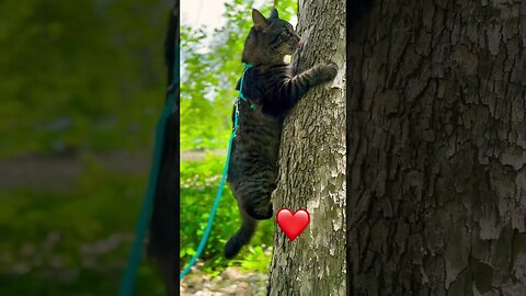 Pretty kitty hangs from a tree! 🌳 #cats#cute#funny#adley#aphmau#catlife