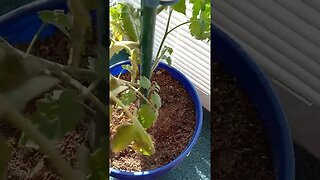 #shorts 004 – Indoor Tomato Update