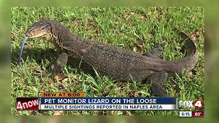 Large pet lizard on the loose in Southwest Florida