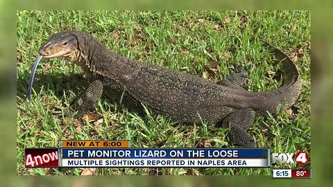 Large pet lizard on the loose in Southwest Florida