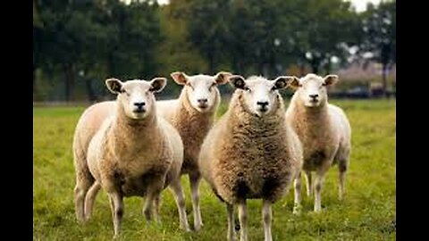 Scattered Sheep, Gods People, Come Home - Future Bible Prophecy For Today! - Hosea 14