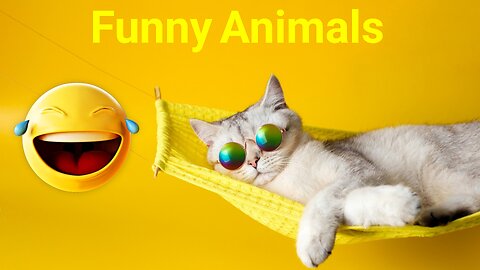 Funny videos of animals 😹🐈