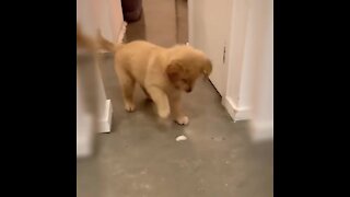 Golden Retriever puppy fights off "evil" ice cube