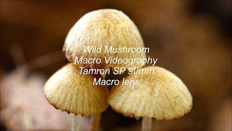 Mushroom Macro Videography Tamron SP 90mm Macro lens