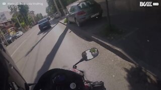 Un motard vole au secours d'un chaton en pleine route