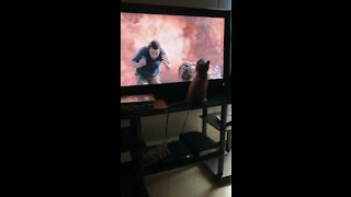 Cat watching Tv