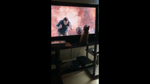 Cat watching Tv