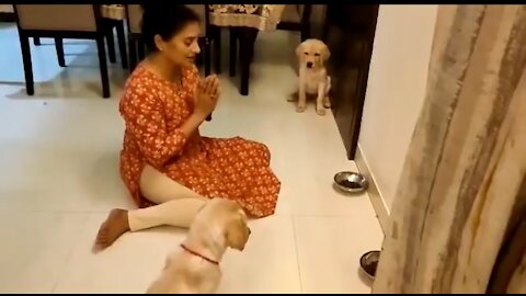 Heartening clip of Woman Teaching "Puppies to Pray" before a Meal