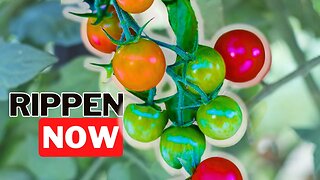 How To Get Your Tomatoes To Vine Ripen Quickly! Early Winter Here We Come!