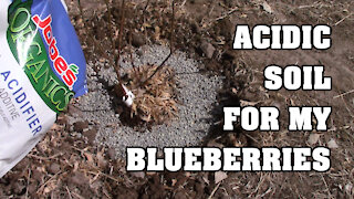 Making Acidic Soil for my Blueberries