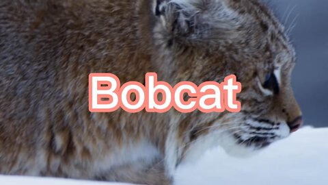 What kind of cat is Bobcat referring to