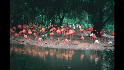 Beautiful Golden Pheasants and Wading Birds