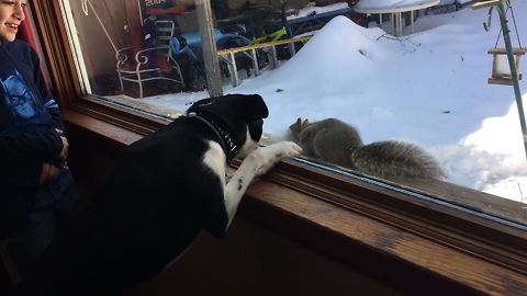 Dog Fails To Scare Squirrel