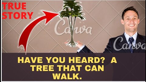 have you heard? A tree that can walk.