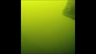 Underwater footage