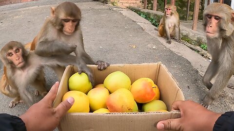 😮 Can MonkeyAnimals Eating My Apple Fruits