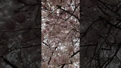 Cherry Blossoms Peak Bloom Washington DC