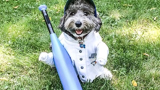 Talented canine shortstop struts his stuff