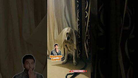 Sharam Karlo Thoda ! 😂 #goldenretriever #ytshorts