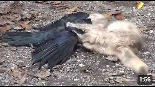 Strong Mother Cat catching a crow