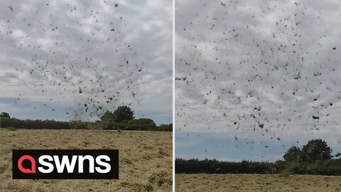 Incredible moment a rare 'hay devil' whirlwind was captured in a field in Devon