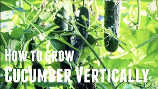 How To Grow Cucumber Vertically - Save Space & Increase Yields in 3 Simple Steps Growing Vertically