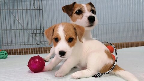 Puppy 7 weeks. Puppy day. Puppy Jack Russell Terrier / funny dog / funny puppies