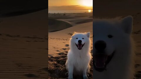 Dancing polar bear in the desert 🐻‍❄️❤️#shorts #viral #viralshorts #instagram #subscribe #2022