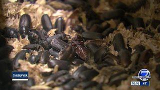 Rocky Mountain Micro Ranch raises insects for consumption in Colorado restaurants