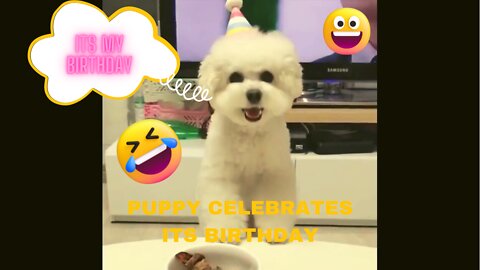 Cute Puppy Celebrates It's Birthday!!!