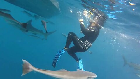 We had the most amazing experience shark diving without a cage in Kwazulu - Natal