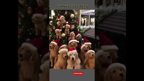 Funny Dogs Christmas Mood 💚 Funny Dog Videos Compilation #shorts 2022