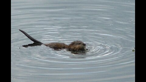 The muskrat feeds on algae in the river pasture
