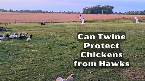 Can Twine Protect Chickens From Hawks