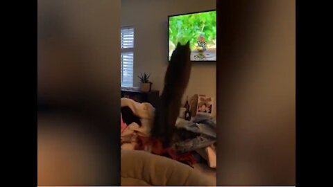 Cat Jump Into TV Trying To Catch Bird On Screen