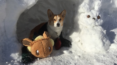 Corgi Dog Meets Snow Bunny! Funny reaction