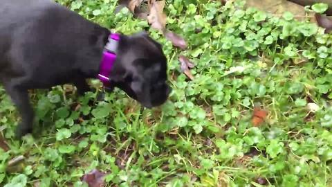 Puppy Plays With A Butterfly (Cutest BFFs EVER?)