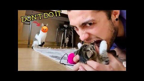 Cats Attacking People Compilation | Cat Slapping Their Owner | Funny Cat Videos #12