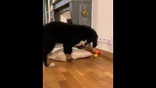 Puppy engages in epic battle with lemon