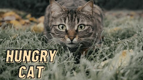 Very Hungry Cat Eating | Feeding Hungry Stray Cat Video By Kingdom Of Awais