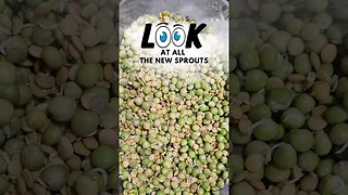 Level Up Your Chicken's Diet on a Budget with Sprouts #shorts