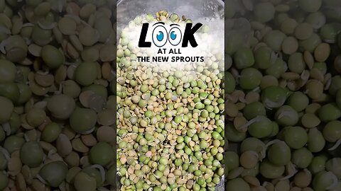 Level Up Your Chicken's Diet on a Budget with Sprouts #shorts