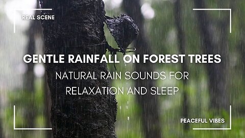 Gentle Rainfall on Forest Trees - Natural Rain Sounds for Relaxation and Sleep | Real Rain Video