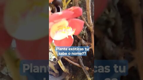 planta exótica pt1